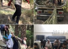 گزارش تصویری آوردن پیش خرما شهر خانوک