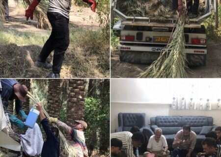 گزارش تصویری آوردن پیش خرما شهر خانوک