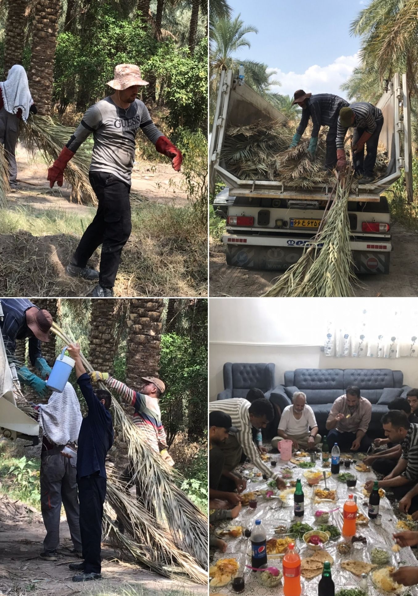 گزارش تصویری آوردن پیش خرما شهر خانوک
